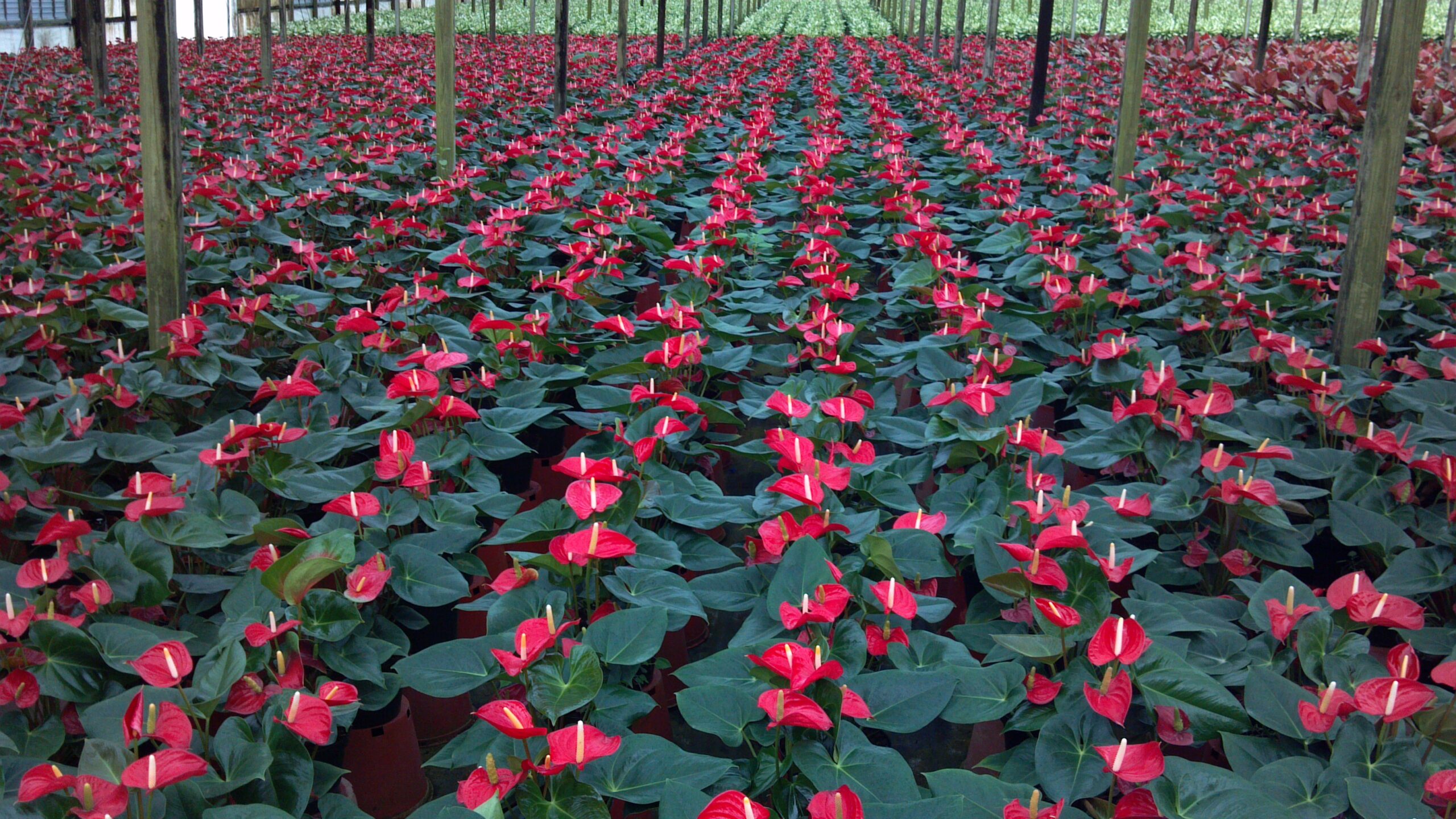 PKF Texas Client Spotlight: Delray Plants