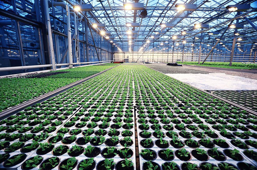 agribusiness accounting
